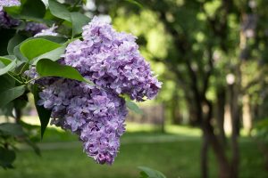 Lilac Festivals Across America